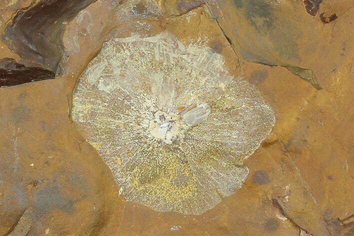 Fossil Winged Walnut (Juglandaceae) Fruit - North Dakota #133048
